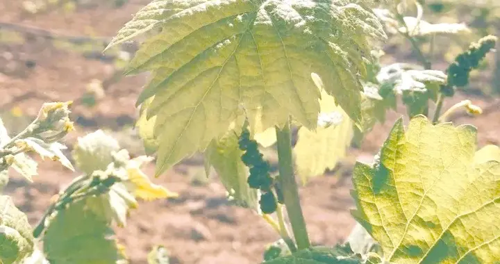 葡萄种植管理：摘心后大量萌发的副梢如何处理呢？