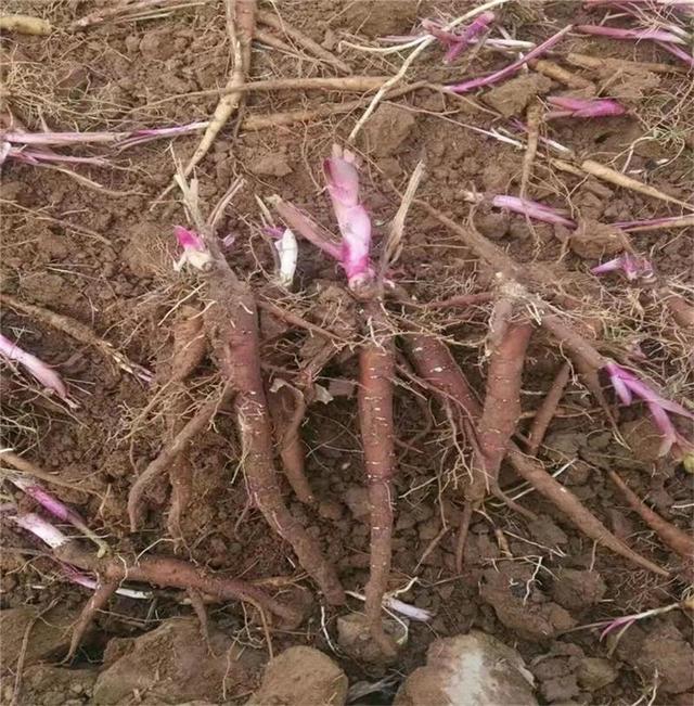 赤芍，中医里的“天然布洛芬”！这四种组合，专治全身各种痛！