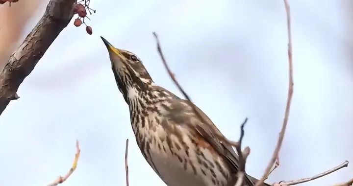 国家保护动物！长着“白眉毛”，是土耳其国鸟，25年首现河南洛阳