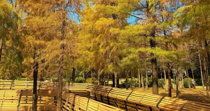 深圳这条半日徒步路线：落羽杉+喷泉+花海，各有各的精彩，轻松拿捏朋友圈C位！