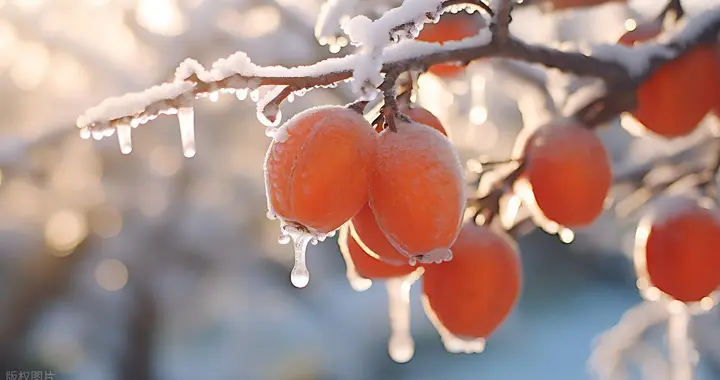 老话“霜降在月头，大雪封门；霜降在月尾，春节穿袄”，啥预兆？