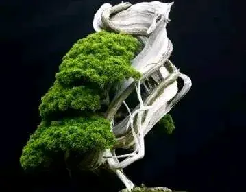 开开眼界，盆景精品欣赏