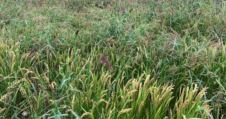 除草剂：既要除草又要护苗，如何用好这把“双刃剑”？