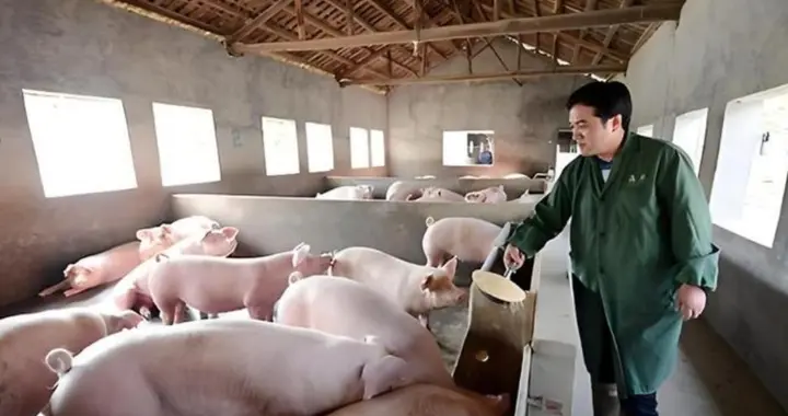 猪肉价跌到几块钱！国家动手了，欧盟猪肉加税5年，养殖户笑了