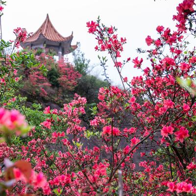 清巷布衣嘎孑：周日突发重磅消息，4月13