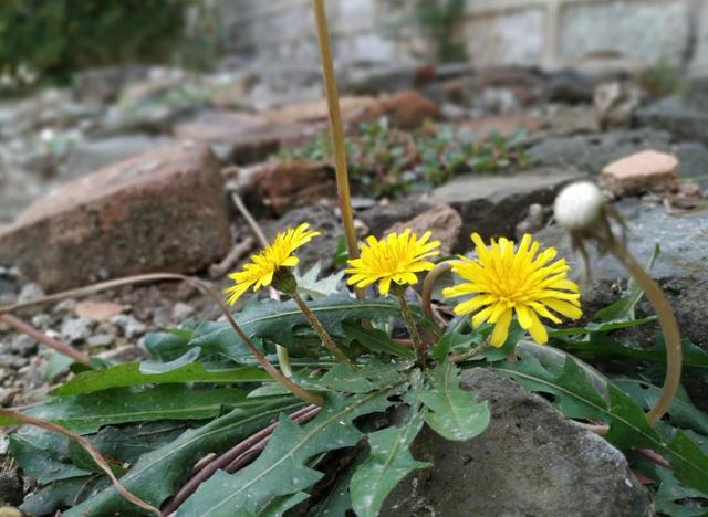 蒲公英水，到底是“防癌”还是“服毒”呢？别乱猜，听医生分析