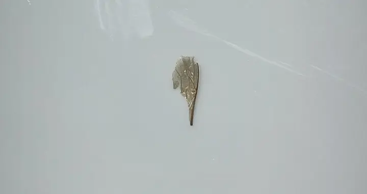 试问，蜂花粉罐底的那片残翅，属于一只劳模蜂，还是只社畜蜂？