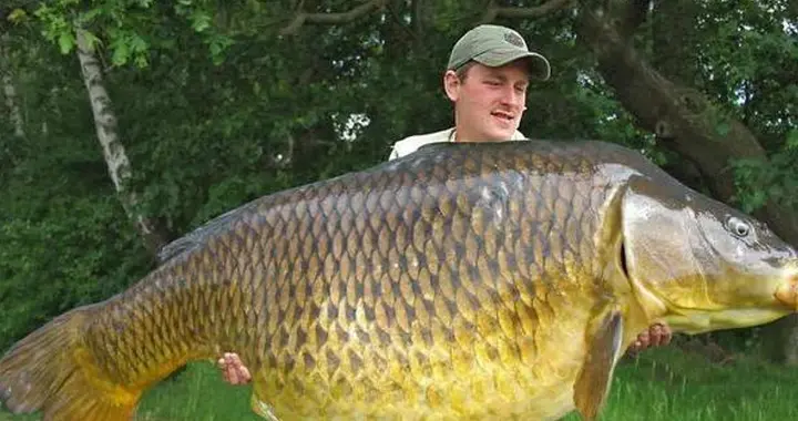 15年烧光50亿！电击撒网下毒都没用？亚洲鲤鱼，正在“统治”美国