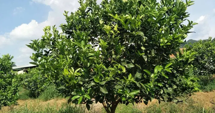 柑橘种植必看！做好清园，病虫害全跑光