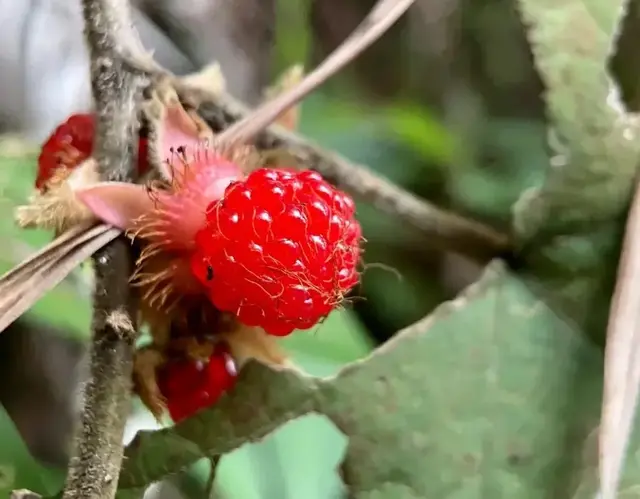 粗叶悬钩子全身带刺，果实酸甜美味，根叶可药用，天然创可贴