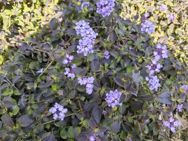 蔓马缨丹是很好的观花地被植物