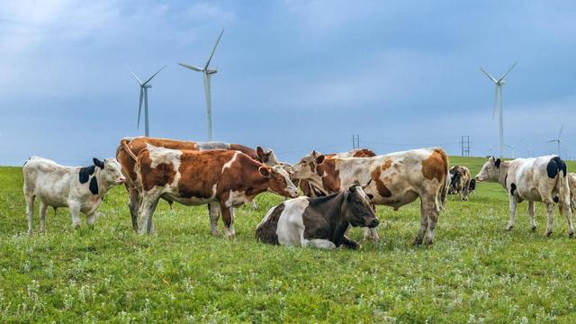 牛羊精料酸中毒