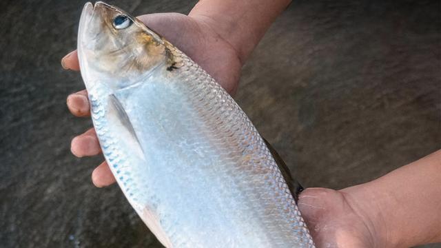 千帆看：假如在野外钓到这种鱼能吃吗？