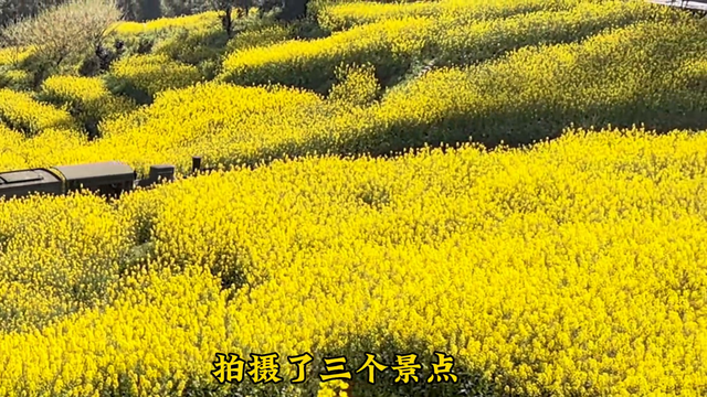 乐山行之一：穿越油菜花海的蒸汽小火车