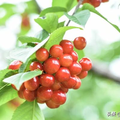 繁花看雨：四月是属于樱桃的季节，每一颗樱