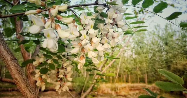 散文：槐花树下的两个女人