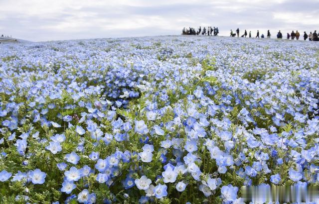春意盎然，樱花绽放美如画
