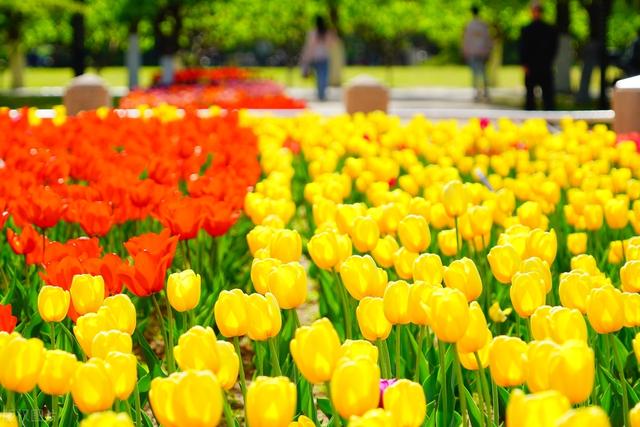 彩礼、房产与性别博弈：一场婚姻制度的沉思