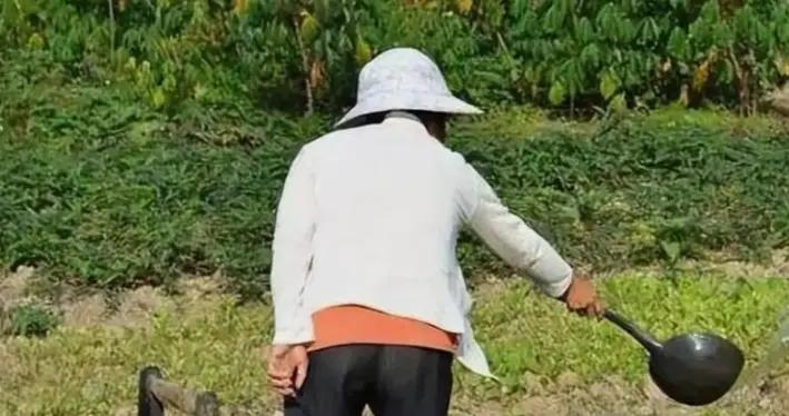 被国人嫌弃的粪水浇菜，如今被欧洲捧成顶级黑科技？老祖宗厉害