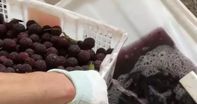 1.2亿产值一夜归零，谁在为药杨梅买单？