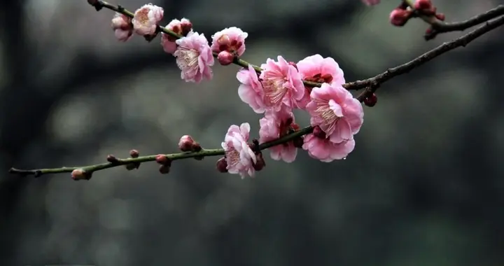 又蘖清香与返魂——无名释《古梅》赏析