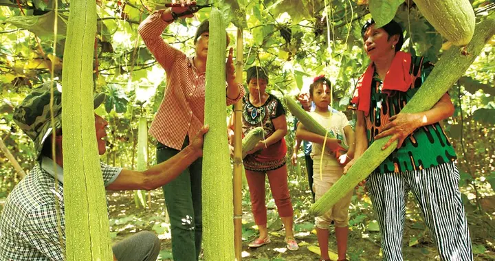 《一亩丝瓜田，种出近万元“致富方”》