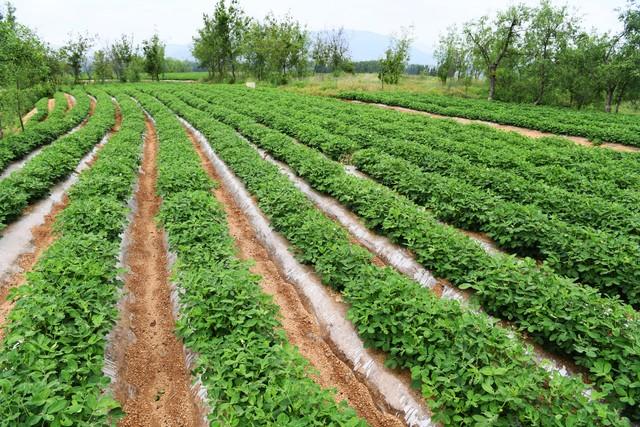 春花生焖籽、烂种怎么办？这样播种让花生苗齐苗壮，出苗率95%＋