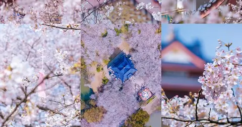 武汉赏樱攻略官宣，316项活动上线，花期+预约全攻略