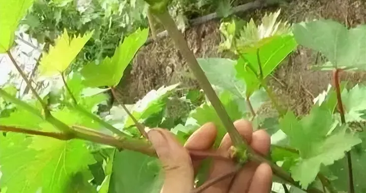 葡萄开花前施什么肥好？春季果园管理做好5点，变被动为主动