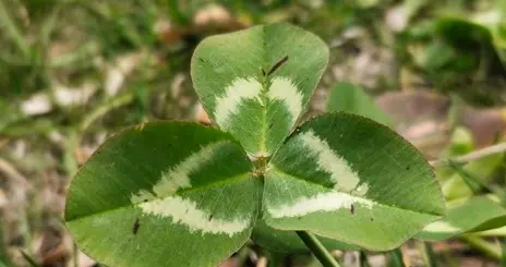 如果你最近总走霉运，别急着抱怨，那其实是命运在救你