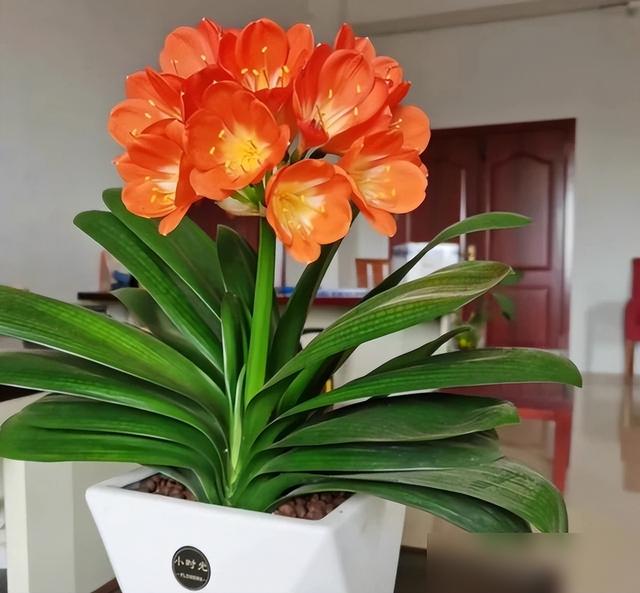 5月后君子兰总蔫蔫的？别慌！掌握这些，秋天猛长花更艳