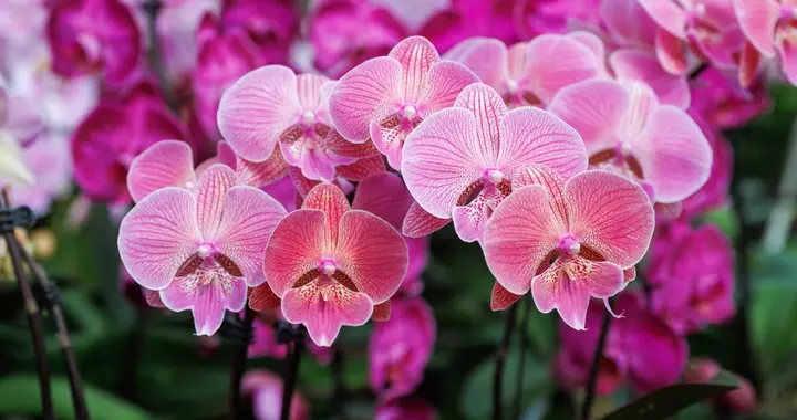 蝴蝶兰促花技巧，3招养出满盆花箭，一茬接一茬开到春