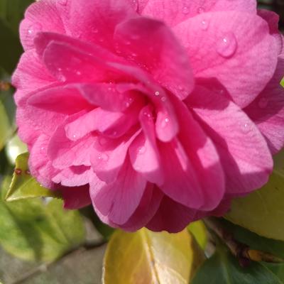 田园摘果的体验者