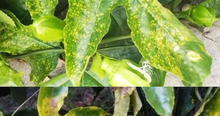 百香果“绝症”病毒病：从识别到根治的终极指南