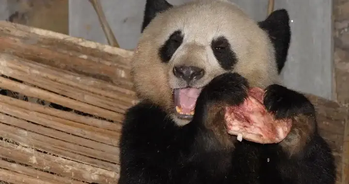 黑竹沟5大未解之谜，胡宗南残部闯入后集体失踪，这里的熊猫食肉