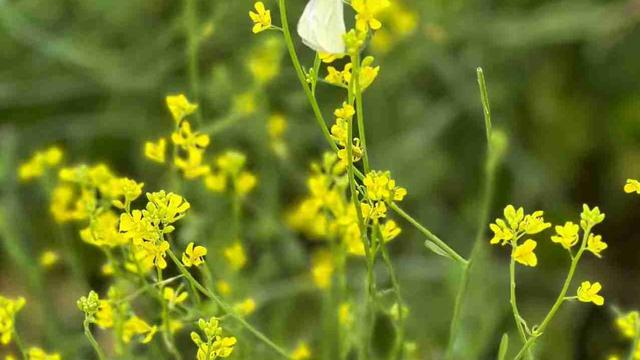 南方的海上繁花：我