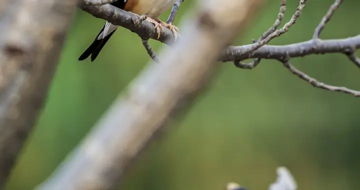 拍鸟别掉进“拍到就赢”的怪圈！这才是老年摄友该有的松弛感