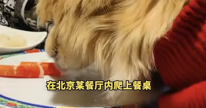 狗上桌后续！火锅总店态度明确，要追责到底，女子社媒已私密。