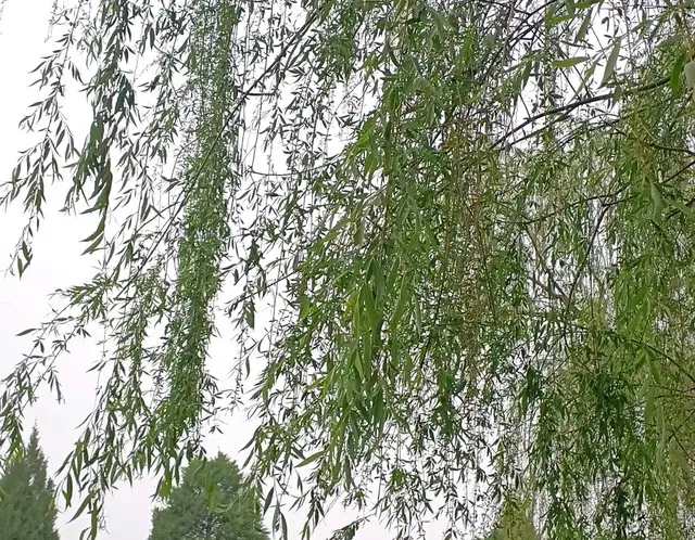 新冠病毒给小小年纪的他，留下了的后遗症
