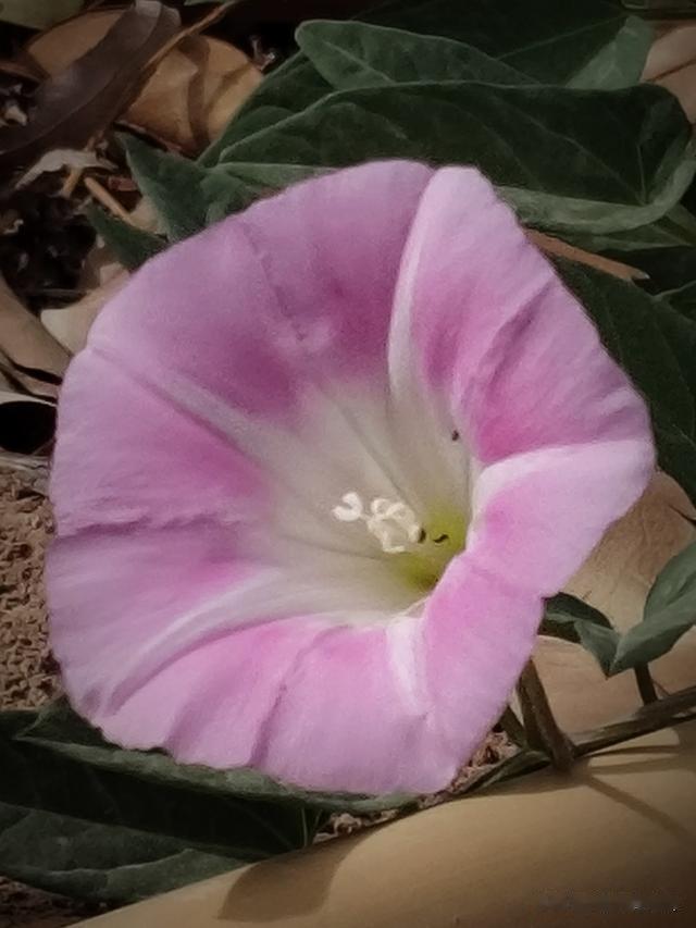 五颜六色的花【摄影吕卫东】