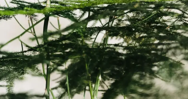 春天文竹长势差？3个方案一步一步来，文竹快速复壮！