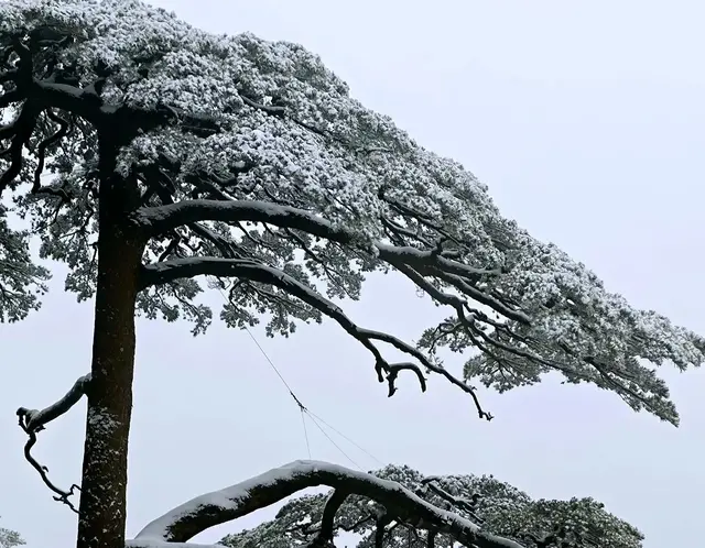 雪！松！黄山！