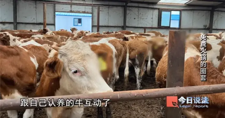 免费火锅竟成洗劫养老钱陷阱！600多名老人4200万被骗，背后详情