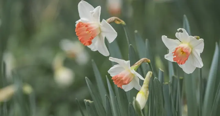 怎样防止水仙出现“哑花”