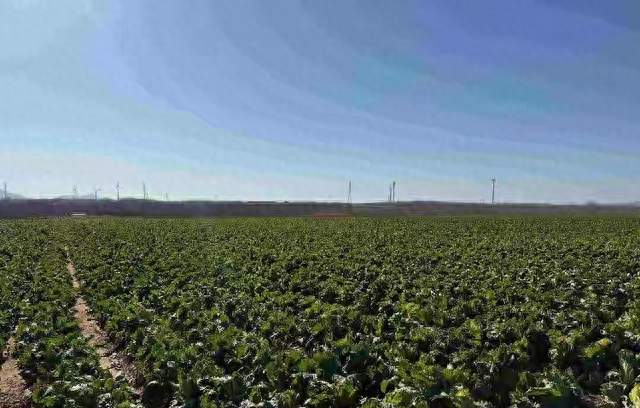 山东青岛：全国首批“板蓝根白菜”喜获丰收，正式上市！