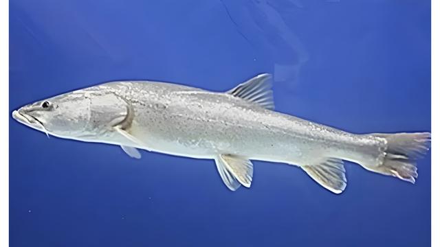 千帆看：假如在野外钓到这种鱼怎么办？