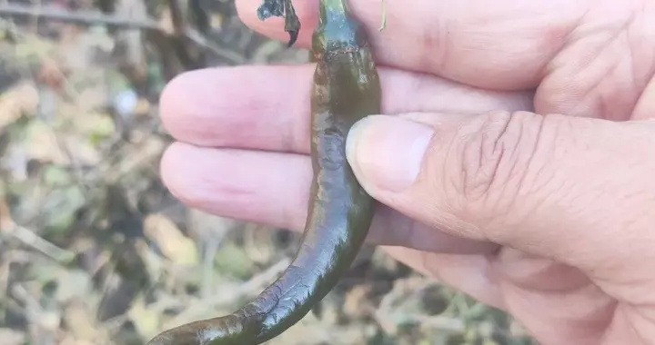 青辣椒冻软了别扔！教你一招“变废为宝”，好吃到跺脚