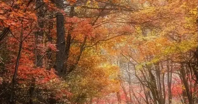 放弃白鹭湾吧！成都开车5小时杀进无人区，这秋色绝了