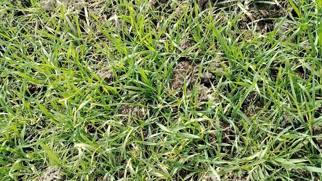 2025年小麦田间管理和春季除草