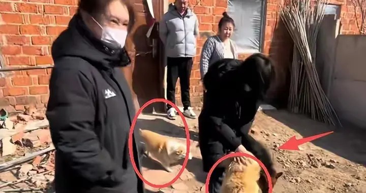 7只狗结伴逃亡后续！已成功回家，狗主人透露内情，被同村人卖了